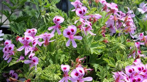 malvarosa plant care|How To Care For Citronella Mosquito Plants.